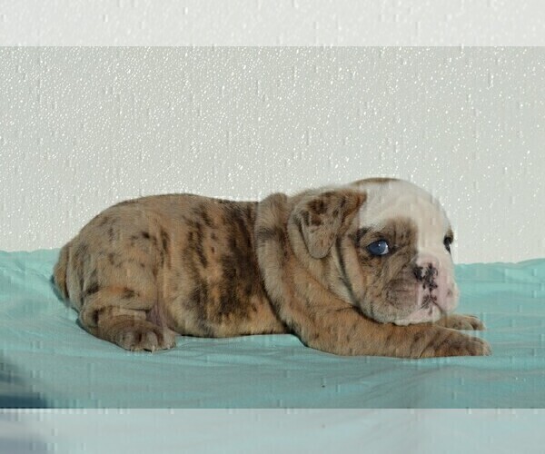 Medium Photo #11 Bulldog Puppy For Sale in STEPHENVILLE, TX, USA