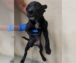 German Shepherd Dog-Unknown Mix Dogs for adoption in Placerville, CA, USA