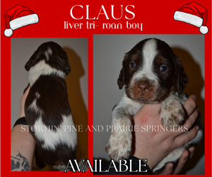 Medium English Springer Spaniel