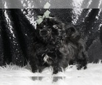 Puppy Ollie AKC Shih Tzu