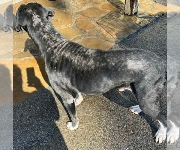 Medium Photo #10 Boxer Puppy For Sale in Burnsville, MN, USA