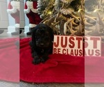 Small Photo #4 Goldendoodle Puppy For Sale in DYERSBURG, TN, USA