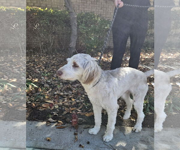 Medium Photo #3 Mutt Puppy For Sale in Thomasville, NC, USA