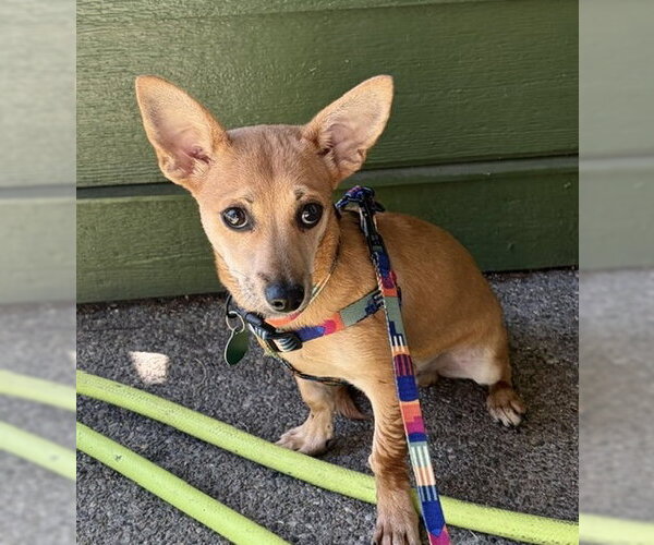 Medium Photo #2 Chiweenie Puppy For Sale in Bellevue, WA, USA
