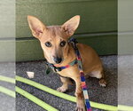 Small #1 Chiweenie