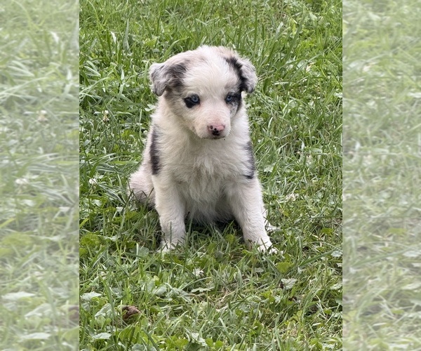 Medium Photo #13 Border Collie Puppy For Sale in BERRIEN SPRINGS, MI, USA