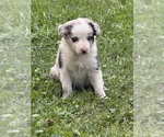 Small Photo #13 Border Collie Puppy For Sale in BERRIEN SPRINGS, MI, USA
