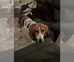 Small Photo #1 Treeing Walker Coonhound Puppy For Sale in Westminster, MD, USA