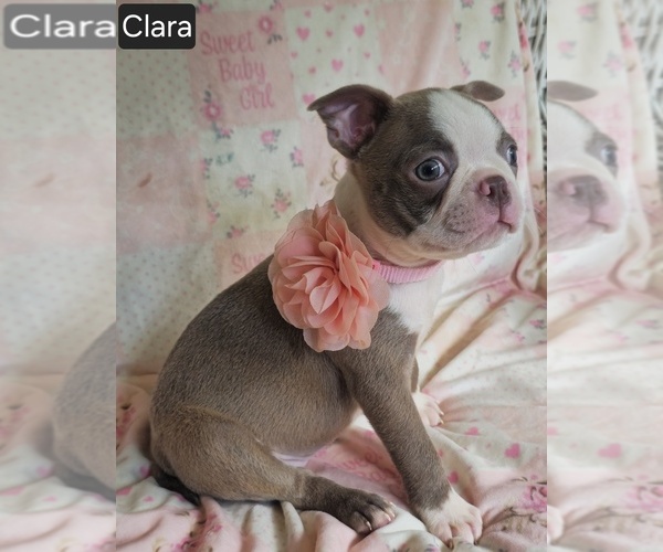 Medium Photo #1 Boston Terrier Puppy For Sale in MINERAL WELLS, WV, USA