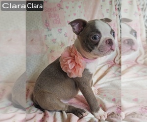 Boston Terrier Puppy for sale in MINERAL WELLS, WV, USA