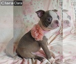 Small Boston Terrier