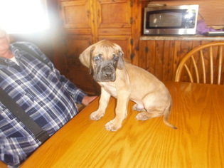 Great Dane Puppy for sale in BLUE CREEK, OH, USA