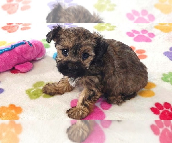 Medium Photo #1 Yorkipoo Puppy For Sale in ORO VALLEY, AZ, USA