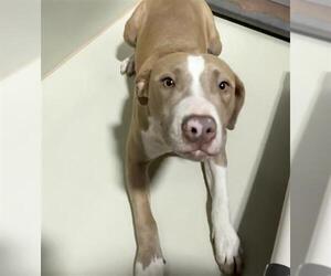 Mutt Dogs for adoption in Bakersfield, CA, USA