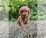 Image preview for Ad Listing. Nickname: Boone