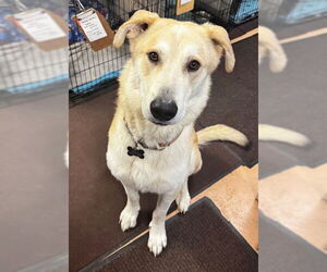 Maremma Sheepdog-Unknown Mix Dogs for adoption in Sequim, WA, USA