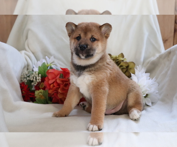 Medium Photo #2 Shiba Inu Puppy For Sale in SHILOH, OH, USA