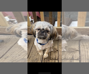 Father of the Shih Tzu puppies born on 08/31/2025