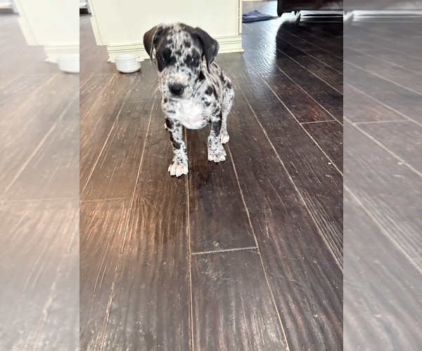 Medium Photo #3 Great Dane Puppy For Sale in CLANTON, AL, USA