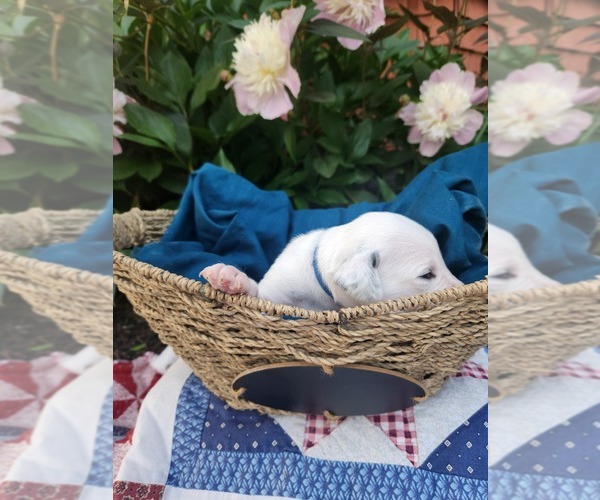 Medium Photo #19 Dalmatian Puppy For Sale in VASSALBORO, ME, USA