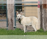 Small Photo #1 Swiss Shepherd Puppy For Sale in ELOY, AZ, USA