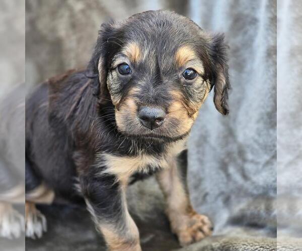 Medium Photo #3 Labrador Retriever-Unknown Mix Puppy For Sale in San Diego, CA, USA