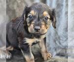 Small #2 Labrador Retriever Mix