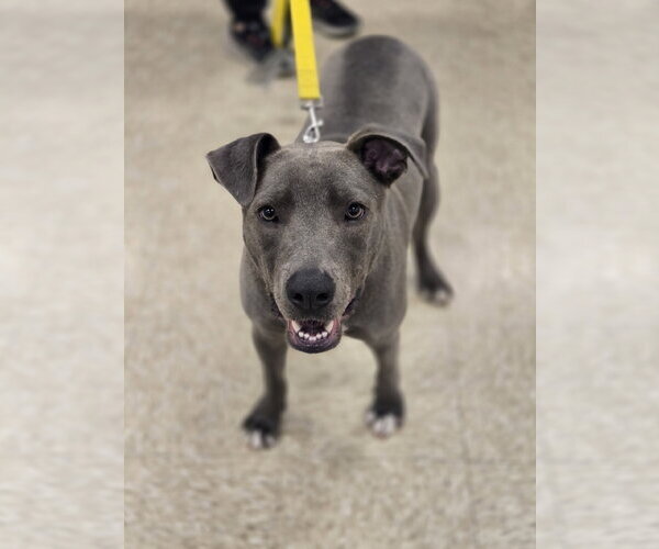 Medium Photo #2 American Pit Bull Terrier-Unknown Mix Puppy For Sale in Minneapolis, MN, USA