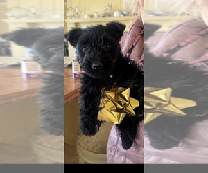Scottish Terrier Puppy for sale in BETHLEHEM, CT, USA