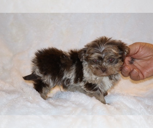 Medium Photo #8 Shih Tzu Puppy For Sale in DYERSBURG, TN, USA