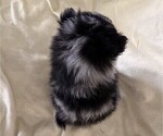Small #4 Pomeranian
