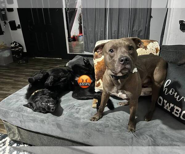 Medium Photo #6 American Pit Bull Terrier-Unknown Mix Puppy For Sale in FAIRLAWN, OH, USA