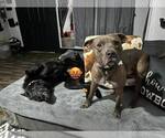 Small #5 American Pit Bull Terrier Mix