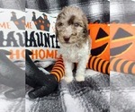 Small Photo #28 Poodle (Standard) Puppy For Sale in RISING SUN, MD, USA