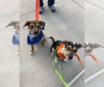 Small #2 American Staffordshire Terrier Mix