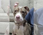 Small #4 American Pit Bull Terrier