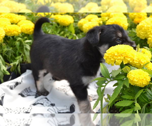 Medium Photo #9 Alaskan Klee Kai-Pomeranian Mix Puppy For Sale in GREENWOOD, WI, USA