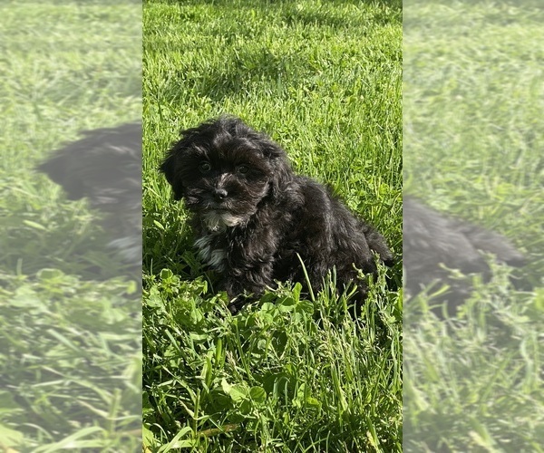 Medium Photo #1 ShihPoo Puppy For Sale in CANOGA, NY, USA