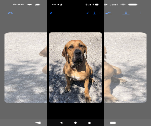Medium Photo #3 Brazilian Mastiff Puppy For Sale in Jasper, AL, USA