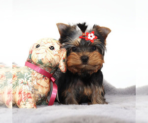 Yorkshire Terrier Puppy for sale in LOS ANGELES, CA, USA