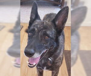 German Shepherd Dog Dogs for adoption in Modesto, CA, USA