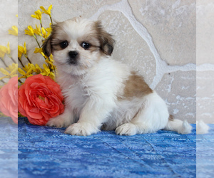 Shih Tzu Puppy for sale in GORDONVILLE, PA, USA