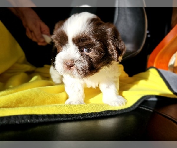 Medium Photo #6 Shih Apso Puppy For Sale in GOODYEAR, AZ, USA