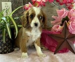 Small #1 Cavapoo