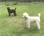 Small Photo #1 Goldendoodle Puppy For Sale in CRAWFORDVILLE, FL, USA