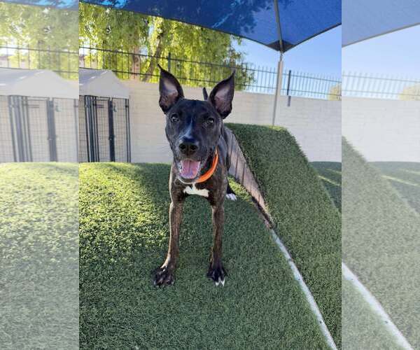Medium Photo #2 Mutt Puppy For Sale in Tempe , AZ, USA
