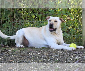 Oopah - Male Labrador Retriever-Unknown Mix Dog for Adoption - Photo #6
