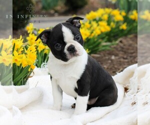 Boston Terrier Puppy for sale in MANHEIM, PA, USA