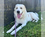 Small #3 Great Pyrenees Mix