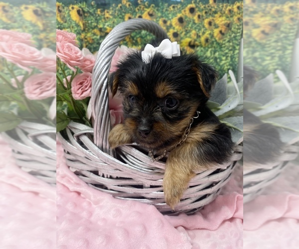 Medium Photo #2 Shorkie Tzu Puppy For Sale in SELLERSBURG, IN, USA